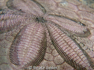 Sand Dollar by Beate Seiler 